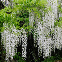 Heirloom Non-GMO White Wisteria Flower Seeds for Garden Planting – Cascading Fragrant Blooms