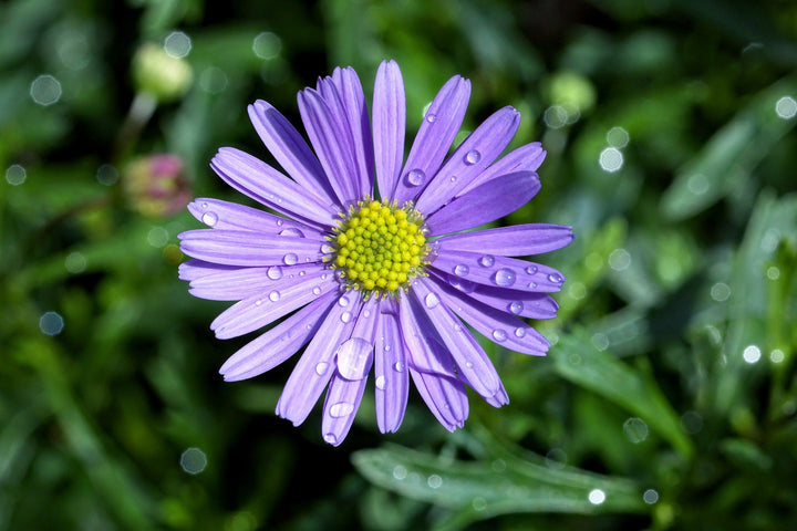 Blue Iberidifolia Flower Seeds for Planting – Heirloom, Non-GMO, Easy to Grow, Perfect for Gardens