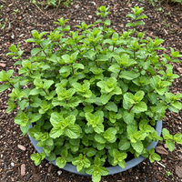 Corsican Mini Mint Seeds – Small Growing Heirloom Herb for Home Garden Planting