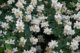 Heirloom Non-GMO White Snowtopia Flower Seeds for Elegant Garden Borders and Winter Planting