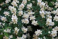 Heirloom Non-GMO White Snowtopia Flower Seeds for Elegant Garden Borders and Winter Planting