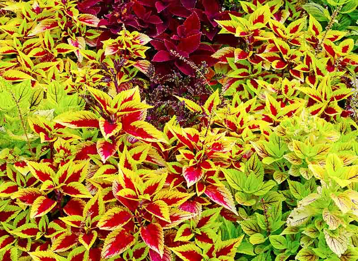 Heirloom Non-GMO Yellow Red Coleus Plant Seeds for Planting – Vibrant Foliage for Shaded Garden Borders