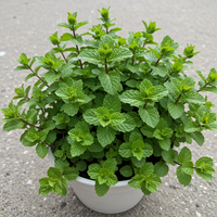 Corsican Mini Mint Seeds for Planting – Heirloom Non-GMO Compact Aromatic Herb
