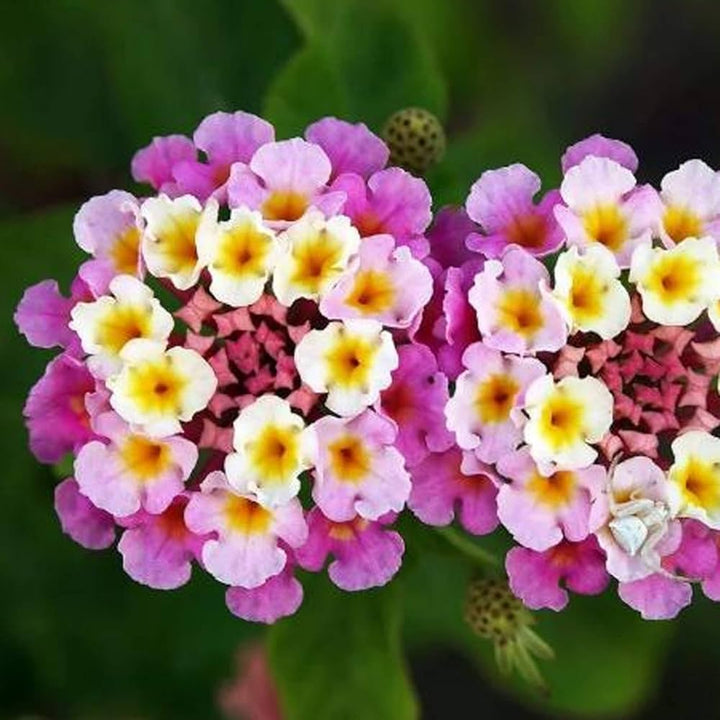 Mixed Lantana Camara Flower Seeds â€“ Organic, Heirloom, Non-GMO Seeds for Planting