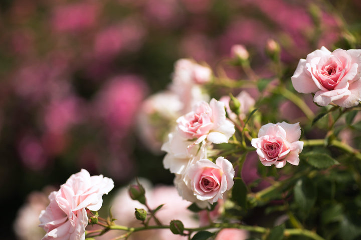 Miniature Rose Heirloom Non-GMO Seeds for Planting