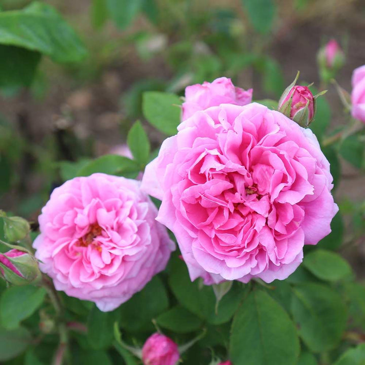 Heirloom Damask Rose Plant Seeds for Planting Non-GMO Garden Seeds Beautiful Flower Seeds for Growing