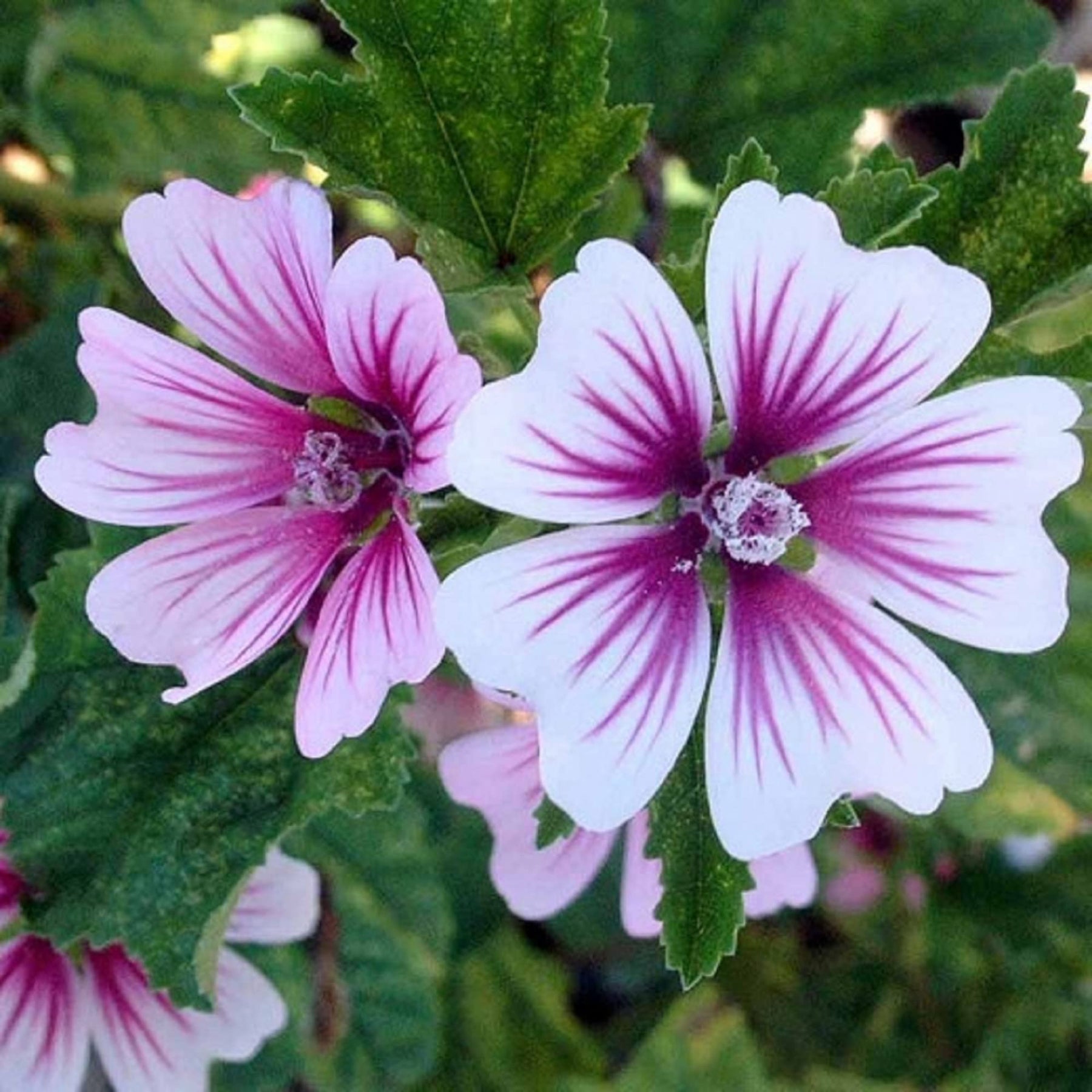 Heirloom Non-GMO Purple White Zebra Mallow Flower Seeds for Garden Planting – Striped Cottage Blooms