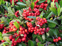 Heirloom Non-GMO Red Firethorn Flower Seeds – Vibrant Berry-Producing Blooms for Garden Planting