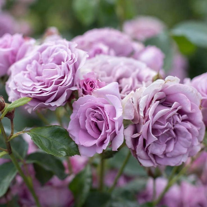 Light Purple Climbing Rose Seeds for Planting – Heirloom, Non-GMO Flower Garden Seeds