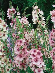 Cream Verbascum Flower Seeds for Planting - NON GMO Seeds