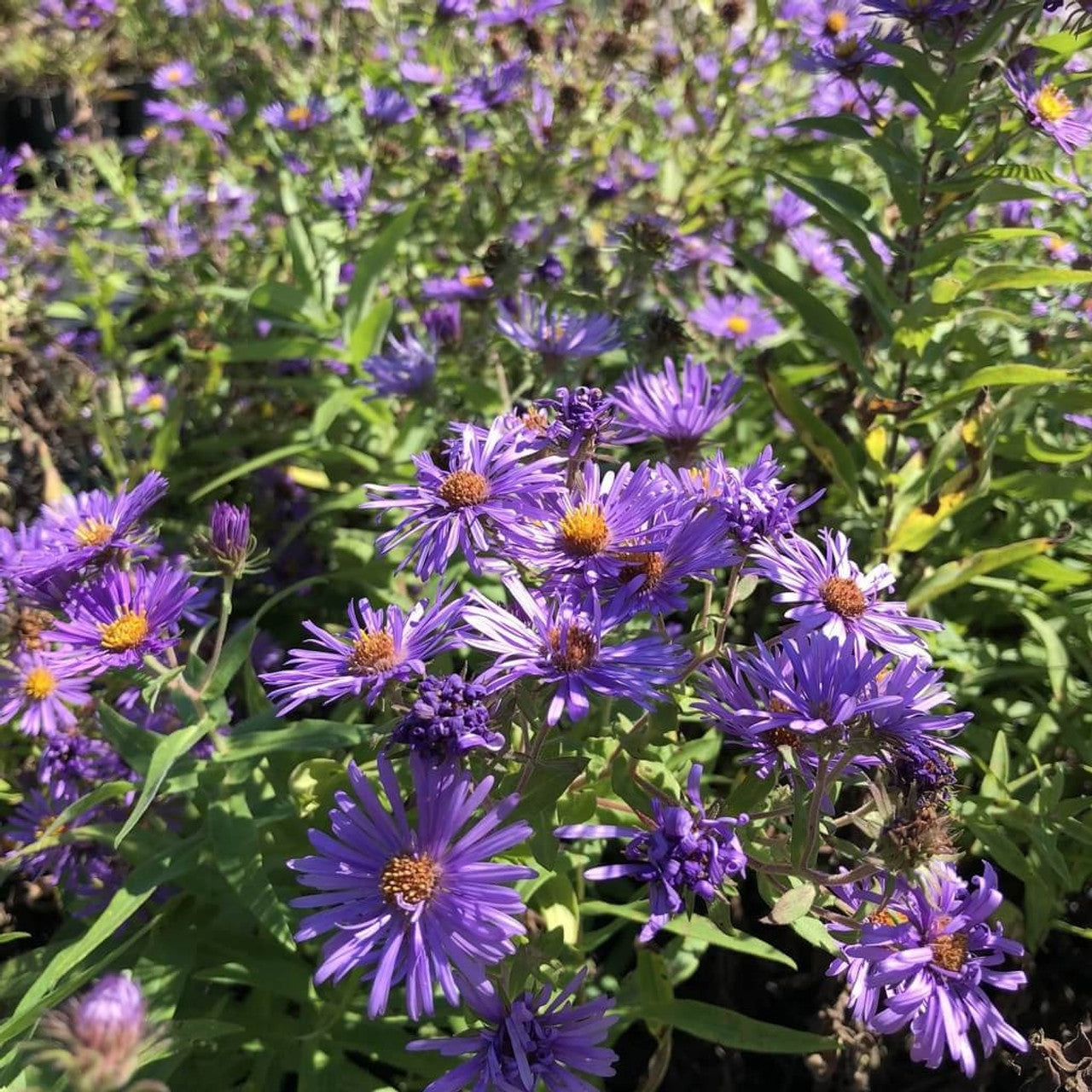 Novae Angliae Purple Flower Seeds – Organic, Heirloom, Non-GMO Seeds for Planting