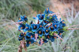 Blue Puya Venusta Flower Seeds for Garden Planting – Heirloom, Non-GMO Exotic Bloom Variety