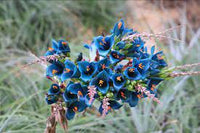 Blue Puya Venusta Flower Seeds for Garden Planting – Heirloom, Non-GMO Exotic Bloom Variety