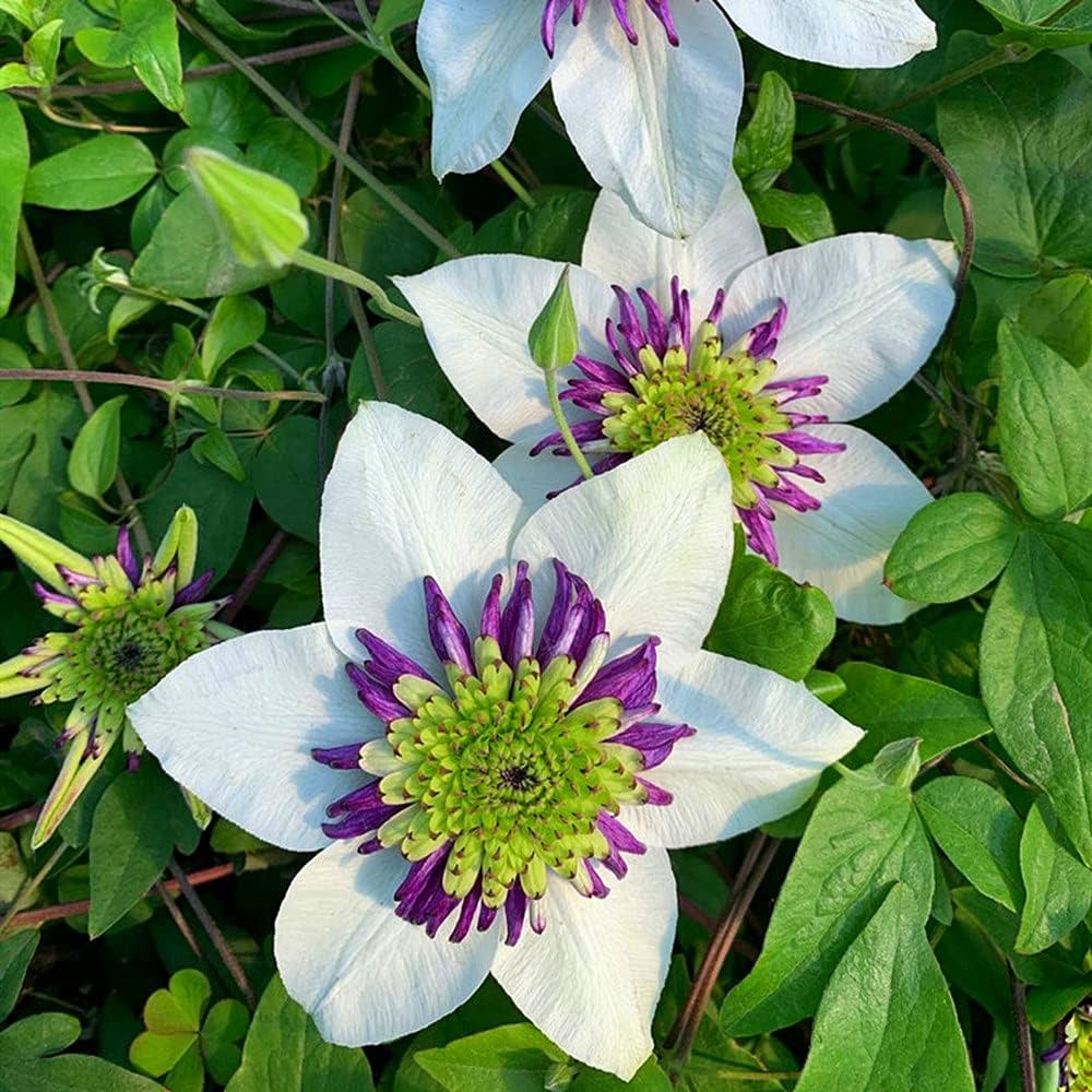 Heirloom purple Yellow Clematis Flower Seeds ƒ?? Non-GMO Climbing Garden Blooms for Planting