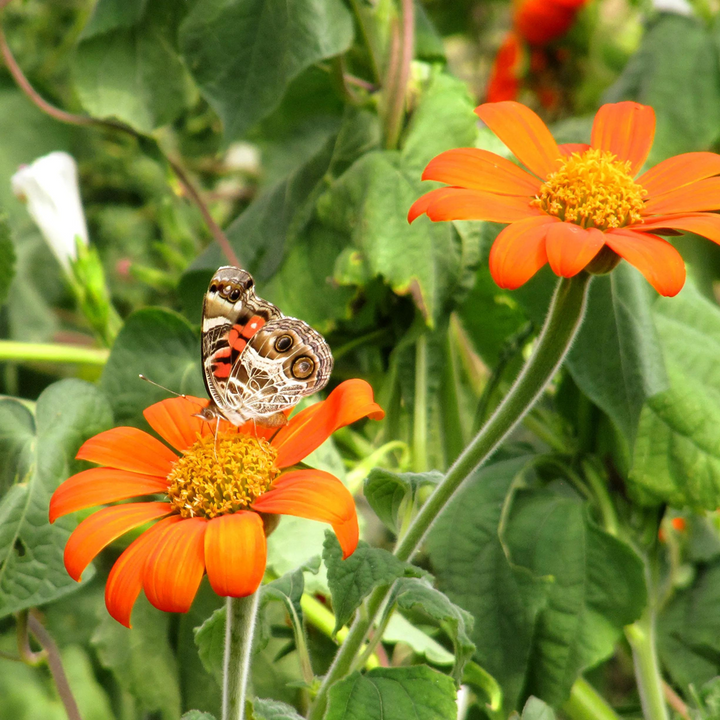 Heirloom Non-GMO Mexican Sunflower Seeds – Orange Blooms for Planting