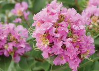 Pink Crape Myrtle Seeds for Planting - NON GMO Seeds