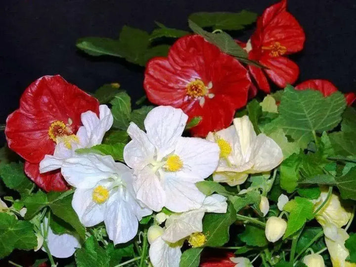 Abutilon Bella Flower Seeds for Planting, NON GMO Seeds