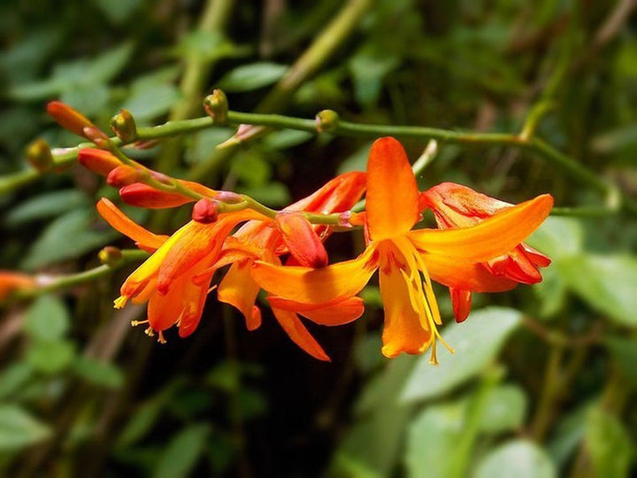 Orange Crocosmia flower seeds for planting - Heirloom and Non-GMO garden seeds