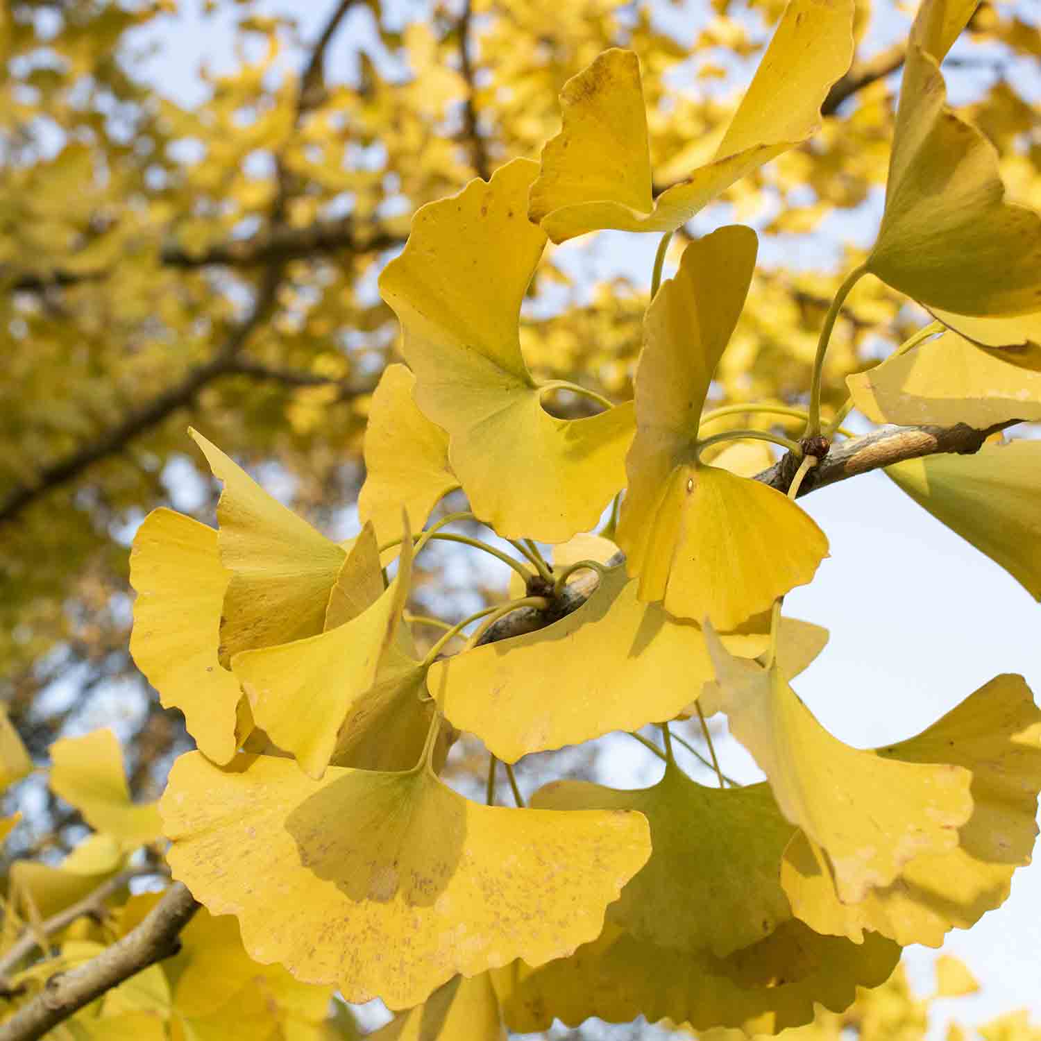 Ginkgo Flower Seeds – Heirloom Non-GMO Medicinal Tree Seeds for Ornamental Garden Landscapes