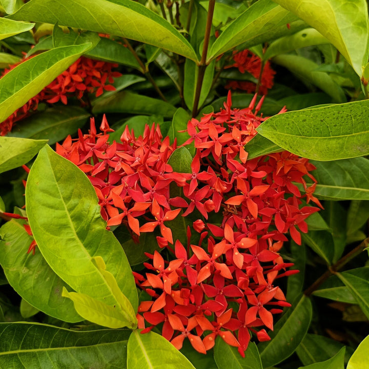 Coccinea Flower Seeds for Planting - NON GMO Seeds