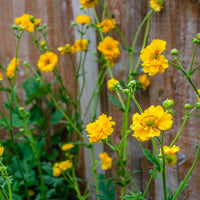 Heirloom Lady Stratheden Flower Seeds, Non-GMO Golden Globe Blooms for Classic Garden Planting