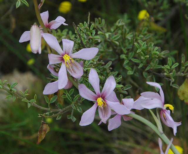 Heirloom Non-GMO Cyanella Flower Seeds for Graceful Garden Displays and Seasonal Planting