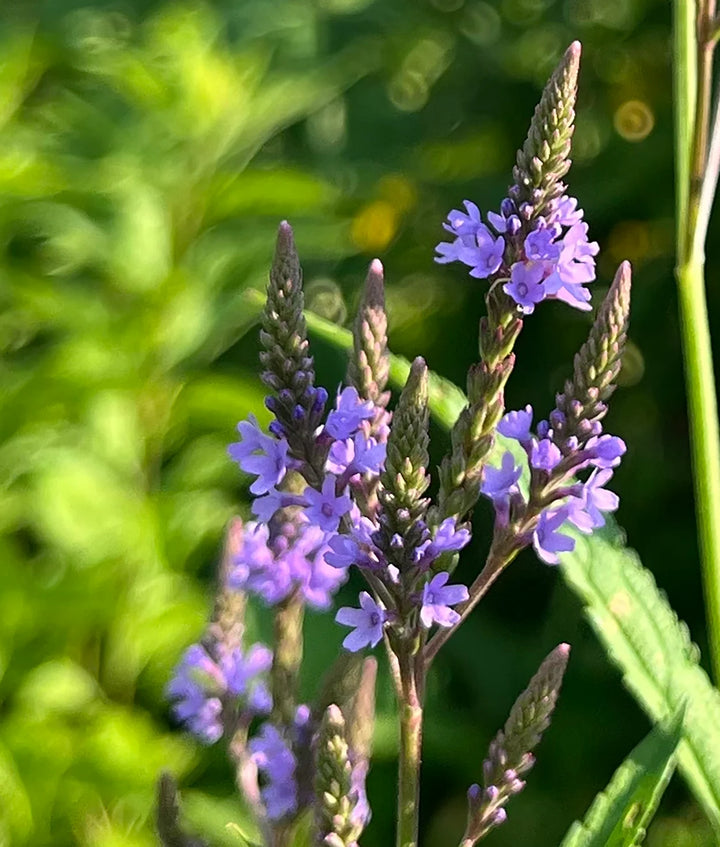 Vervain Hastata Flower Seeds for Garden Planting – Heirloom, Non-GMO Hardy Wildflower Variety