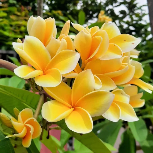 Yellow White Egg Flower Seeds for Garden Planting – Heirloom, Non-GMO Bright Bloom Variety
