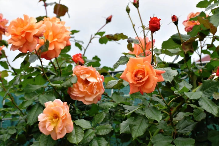 Dark Orange Rose Flower Plant Seeds Non-GMO Heirloom Garden Seeds for Planting and Growing