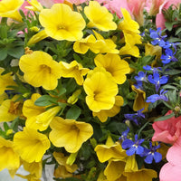 White Yellow Calibrachoa Seeds for Planting – Organic, Heirloom, Non-GMO