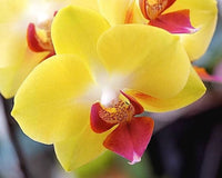 Heirloom Yellow Phalaenopsis Orchid Flower Seeds – Non-GMO Exotic Blooms for Planting