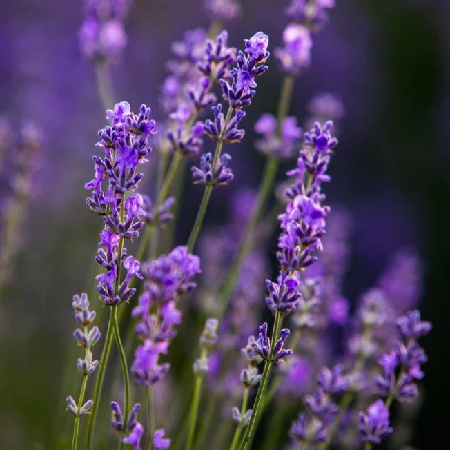 Heirloom Non-GMO Purple Fragrant Flower Seeds for Aromatic Garden Spaces and Seasonal Planting