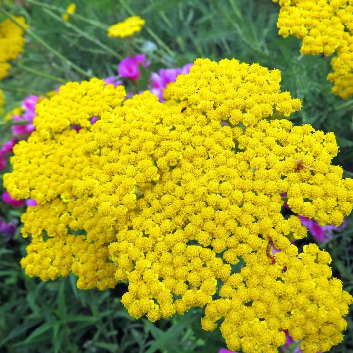Heirloom Non-GMO Colorado Perennial Flower Seeds for Planting – Colorful Long-Lasting Garden Blooms
