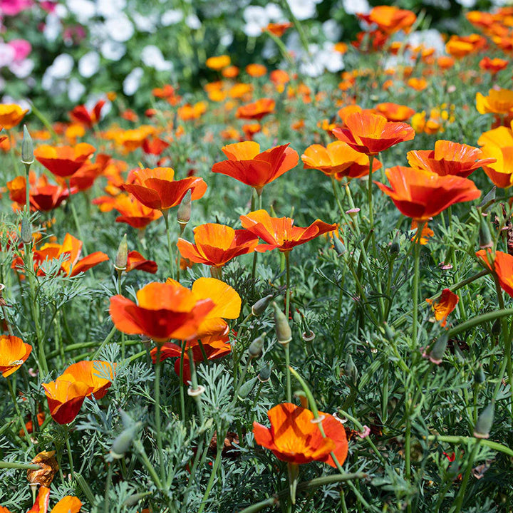 Orange Creeping Thyme Seeds – Drought Tolerant Ground Cover, Aromatic