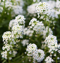 Heirloom Non-GMO White Snow Flower Seeds for Serene Garden Landscapes and Winter Planting