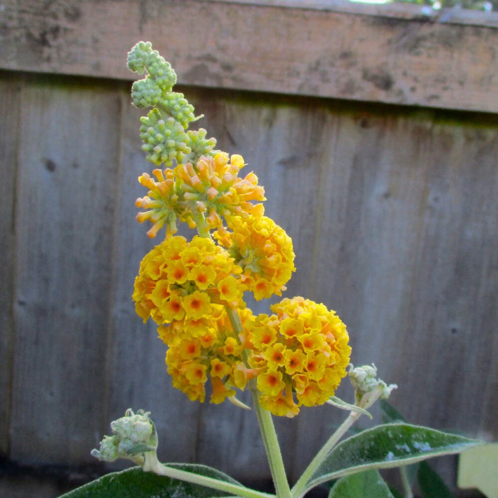 Heirloom Non-GMO Buddleia Flower Seeds for Garden Planting – Butterfly-Attracting Fragrant Blooms
