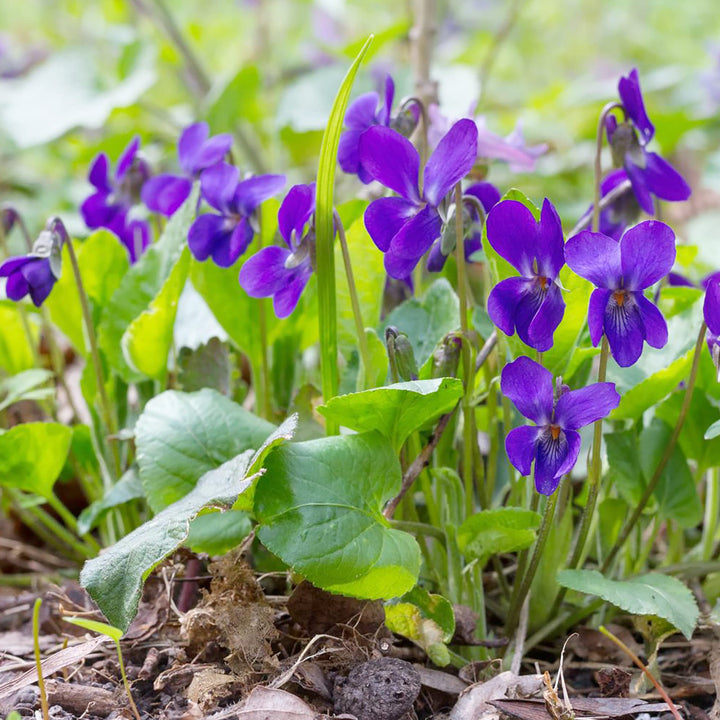 Heirloom Non-GMO Purple Viola Charlotte Flower Seeds for Planting – Elegant Blooming Flower Seeds