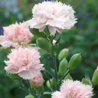 Caryophyllus Light Pink Flower Seeds – Organic, Heirloom, Non-GMO Seeds for Planting