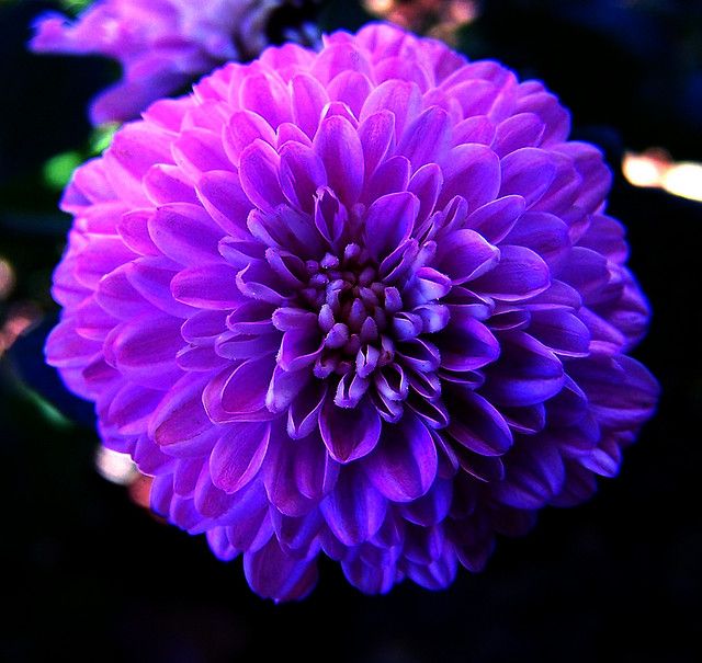 Astrantia Masterwort Purple Seeds – Organic, Heirloom, Non-GMO Flower Seeds