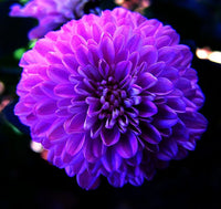 Astrantia Masterwort Purple Seeds – Organic, Heirloom, Non-GMO Flower Seeds