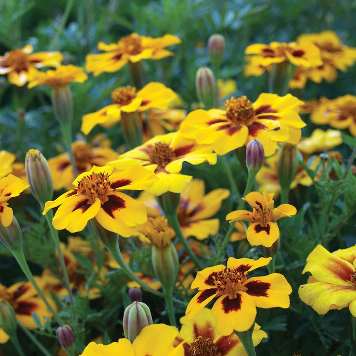 Heirloom Non-GMO Marigold Marietta Flower Seeds for Garden Planting – Bright Yellow-Red Blooms