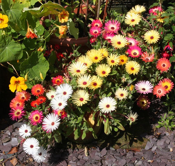 Ice Plant Mixed Flower Seeds for Planting – Organic, Heirloom, Non-GMO Seeds