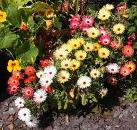 Ice Plant Mixed Flower Seeds for Planting – Organic, Heirloom, Non-GMO Seeds