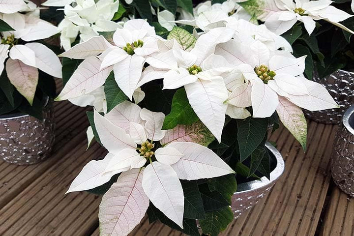 White Poinsettia Flower Seeds – Heirloom Non-GMO Festive Blooms for Garden and Pot Planting