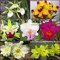 Mixed Cattleya Flower Seeds for Planting, NON GMO Seeds