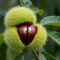 Chinquapin Chestnut Tree Planting Seeds – Organic Heirloom Non-GMO Variety
