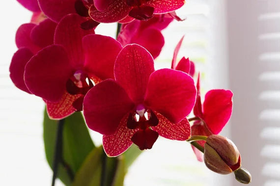 Butterfly Orchid Seeds for Planting - NON GMO Seeds
