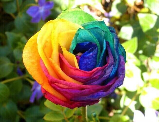 Multicolor Rose Plant Seeds for Garden - Heirloom Non-GMO Seeds for Planting and Growing