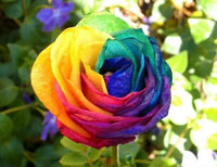 Multicolor Rose Plant Seeds for Garden - Heirloom Non-GMO Seeds for Planting and Growing
