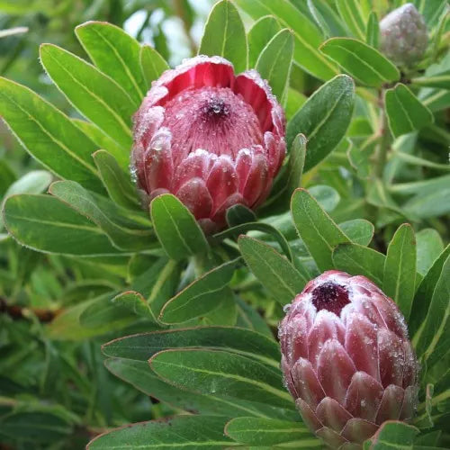 Organic Pink Protea Flower Seeds for Planting – Heirloom, Non-GMO